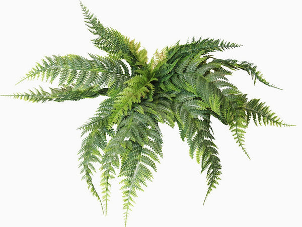 Boston Fern Leaves 66cm