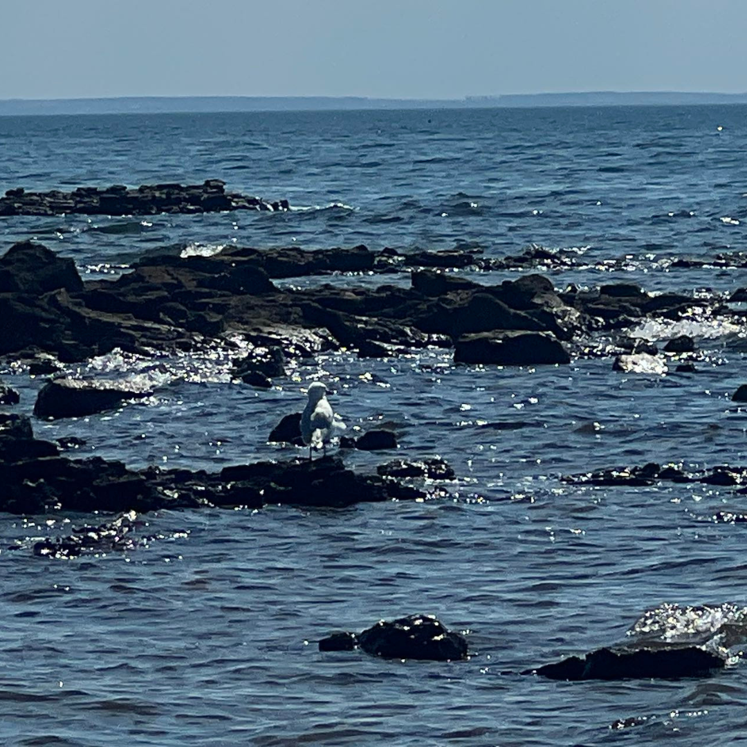 Guided Abalone Discovery Tour With Two Swimming Pool Session